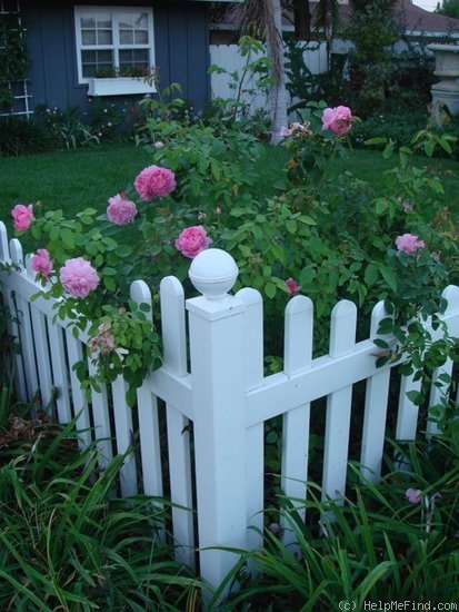 'Mary Rose ®' rose photo