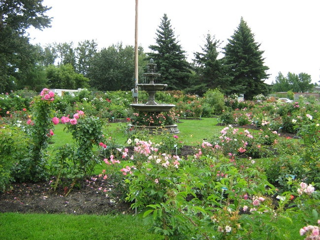 'St. Albert Botanic Park Rose Collection'  photo