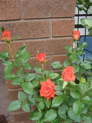 'Calibra ®' rose photo