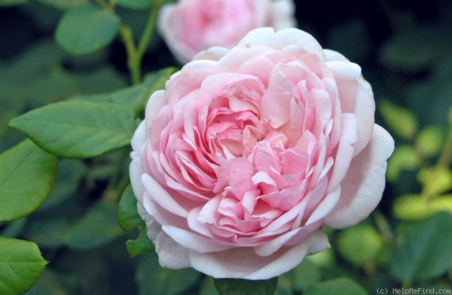 'St. Ethelburga' Rose