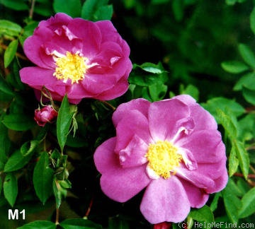 'M 1' rose photo
