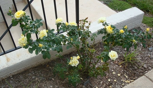 'Lemon Flower Circus ®' rose photo