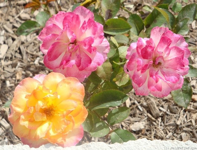 'Golden Princess' rose photo