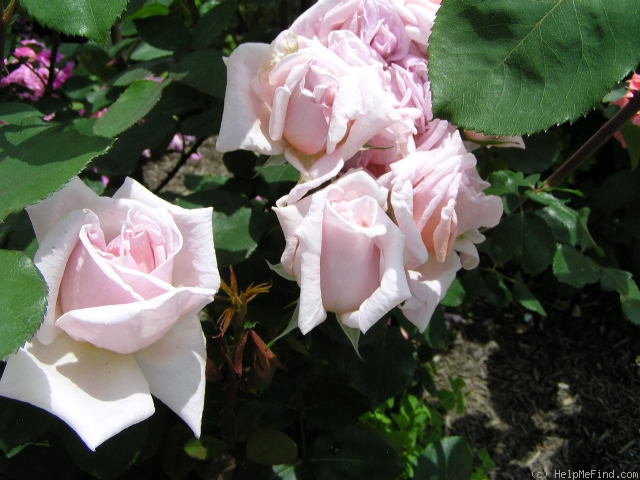 'Gloaming' rose photo