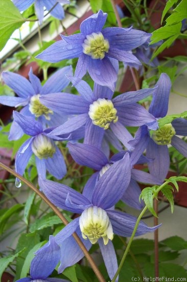 'Frankie' clematis photo