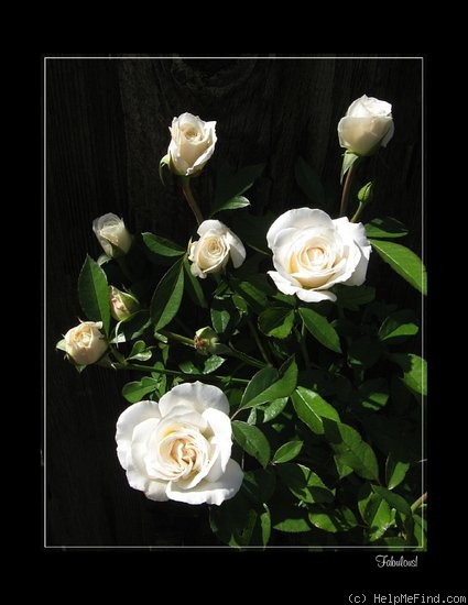 'Fabulous! ™ (floribunda, Zary, 1998)' rose photo