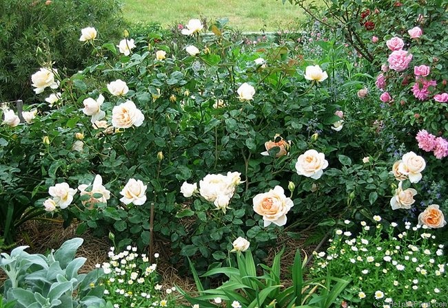 'Lady Huntingfield' rose photo