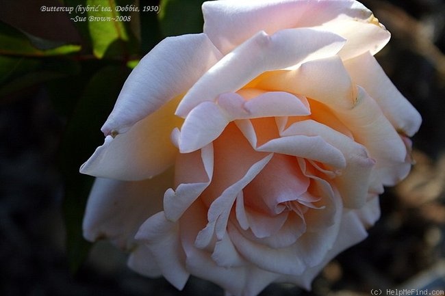 'Buttercup (hybrid tea, Dobbie, 1930)' rose photo