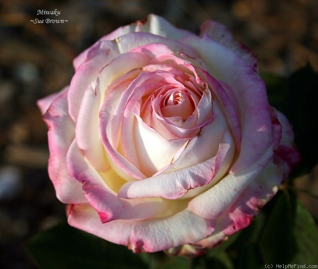 'Miwaku' rose photo