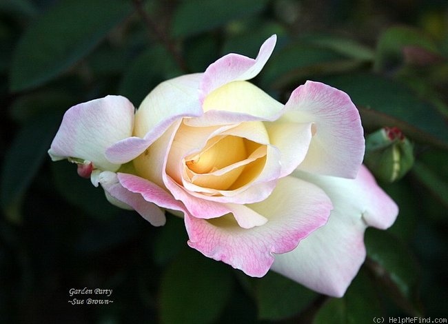 'Garden Party (hybrid tea, Swim, 1959)' rose photo