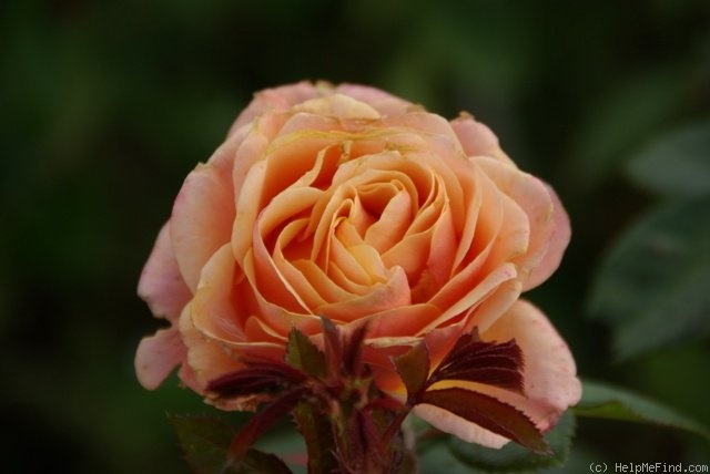 'Celeb' rose photo
