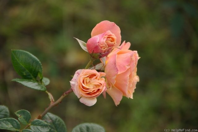 'Celeb' rose photo