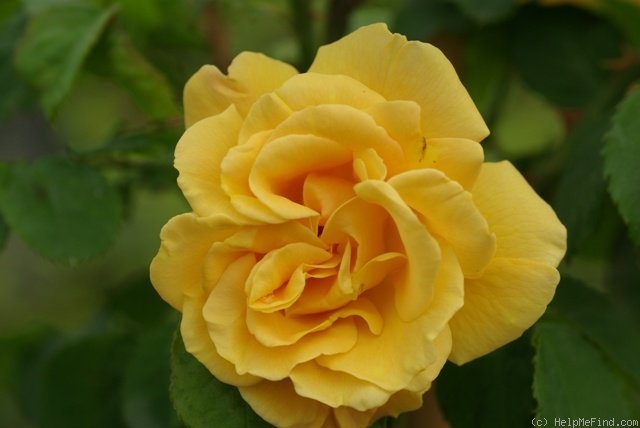 'Goldener Olymp (LCl, Kordes 1984)' rose photo