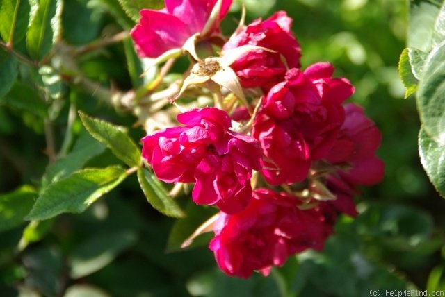 'Grootendorst Supreme' rose photo