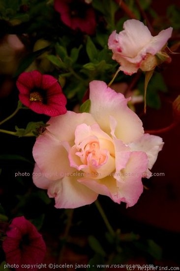 'Lord Tarquin' rose photo