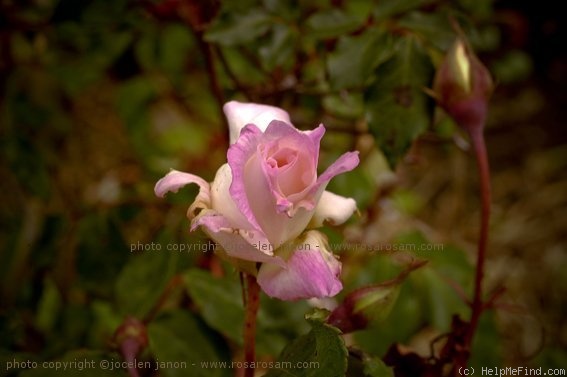 'Lord Tarquin' rose photo