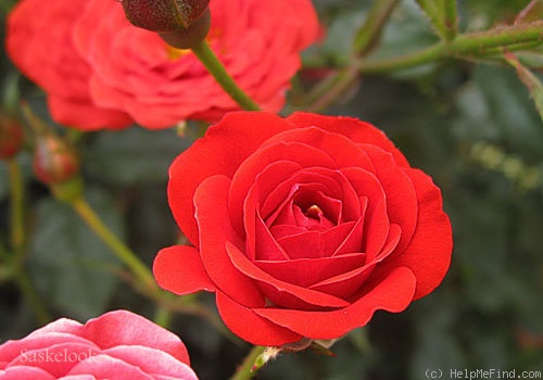 'Beni-Hime' rose photo
