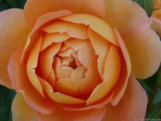 'Pat Austin ™' rose photo