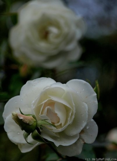 'Iceberg (floribunda, Kordes 1958)' rose photo