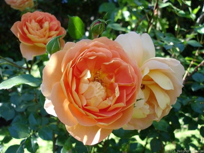 'Pat Austin ™' rose photo