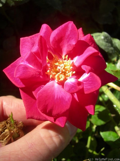 'RBXLYN' rose photo