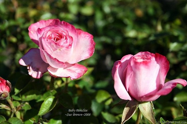 'Baby Paradise ™' rose photo