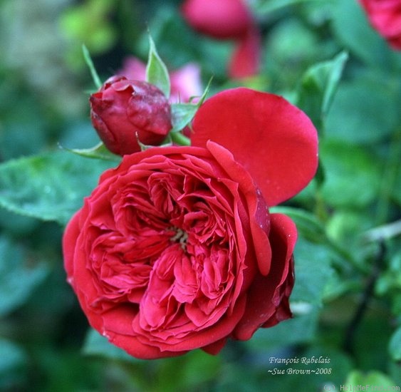 'François Rabelais' rose photo