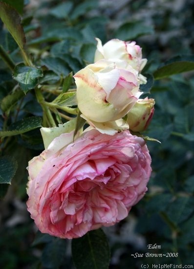 'Eden (Large Flowered Climber, Meilland, 1976/85)' rose photo