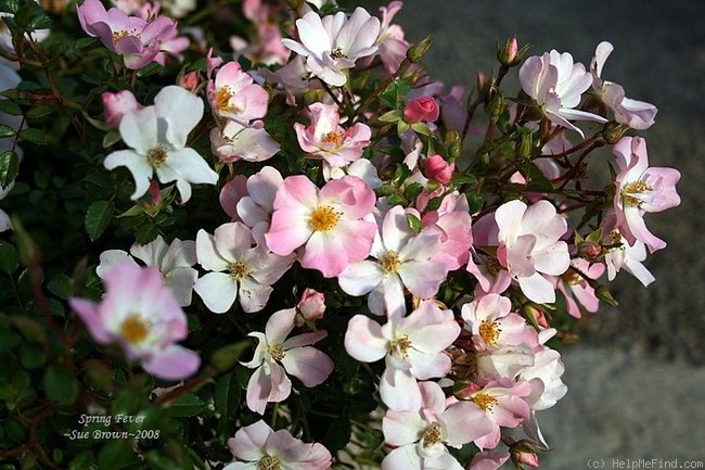 'Spring Fever (shrub, Takeuchi 2008)' rose photo