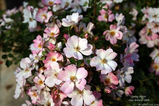 'Spring Fever (shrub, Takeuchi 2008)' rose photo