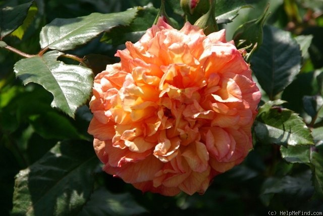 'Aloha ® (climber, LCl, Kordes 2003)' rose photo