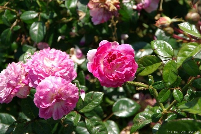 'Aristide Briand' rose photo