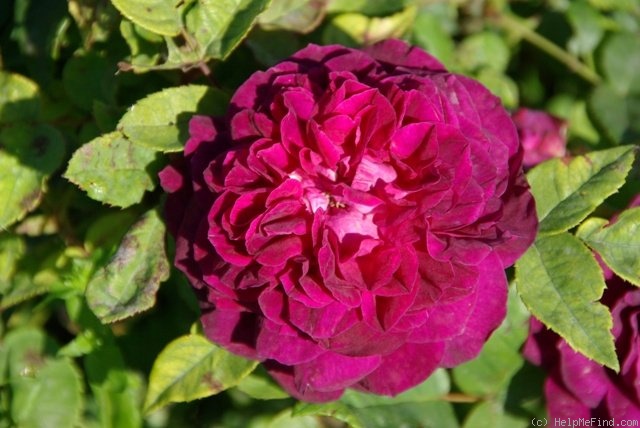 'Arthur de Sansal' rose photo