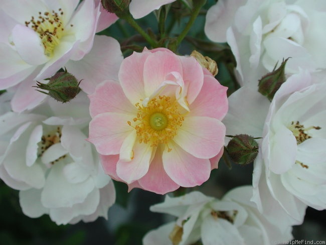 'Fair Molly' rose photo