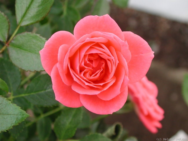 'Pink Dream (miniature, Moore, 2001)' rose photo
