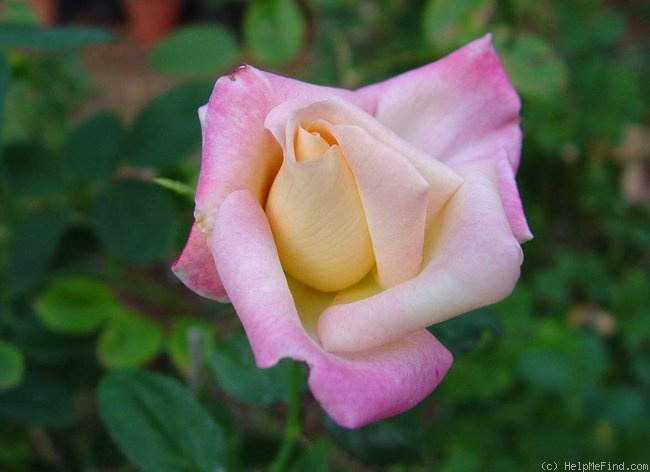 'Florence Mayer' rose photo