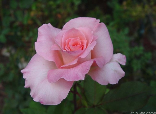 'Kalinka (floribunda, Meilland, 1969)' rose photo