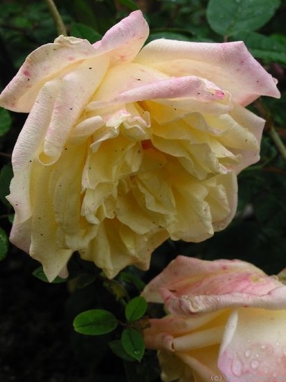 'Marie van Houtte' rose photo