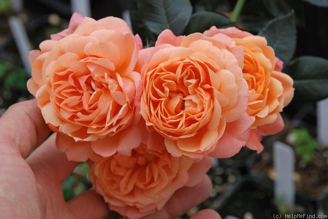 'ARDominic' rose photo