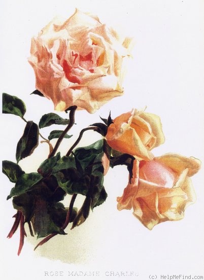 'Madame Charles' rose photo