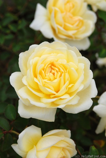 'Licorice Tea' rose photo