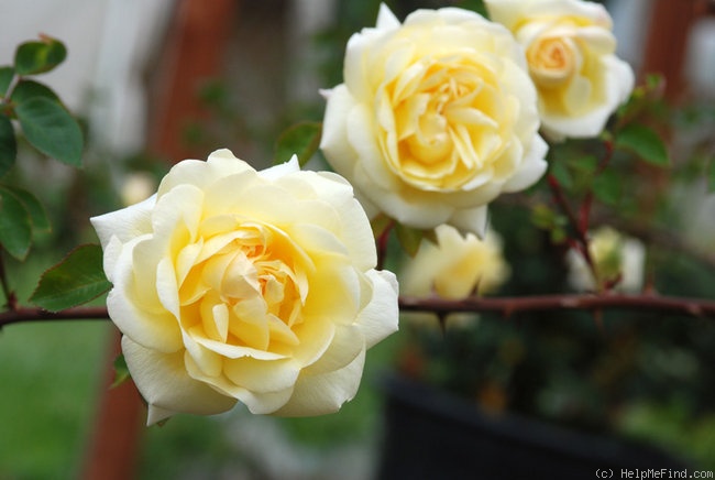 'Licorice Tea' rose photo