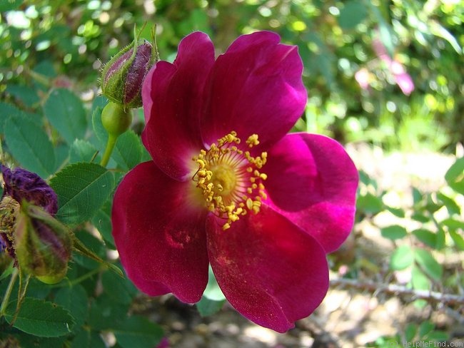 'Red Nelly' rose photo