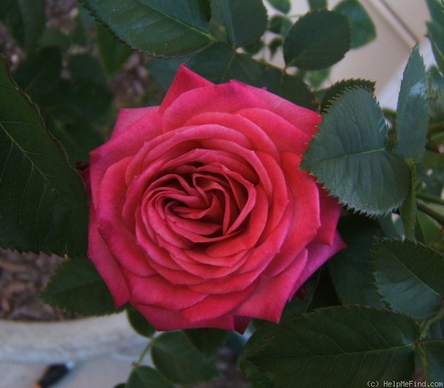 'Edisto' rose photo