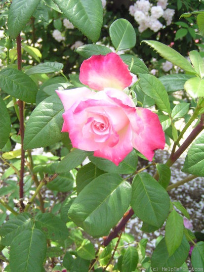 'Melrose (hybrid tea, Dickson, 1963)' rose photo