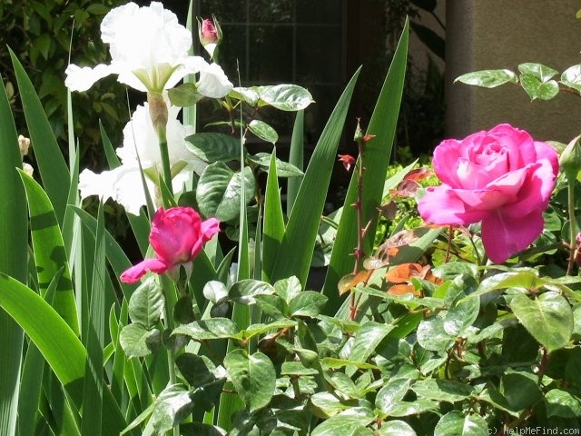'Baronne Edmond de Rothschild ®' rose photo