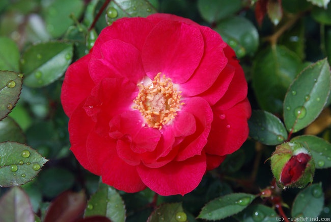 '33-03-03' rose photo