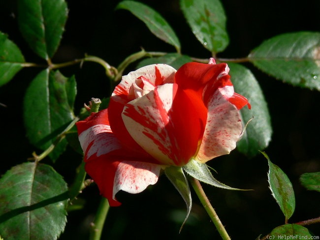 'Hanky Panky (floribunda, Carruth, 2000)' rose, click to enlarge 'Hanky Panky (floribunda, Carruth, 2000)' rose photo