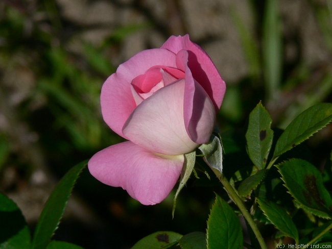 'Cliff Richard' rose photo