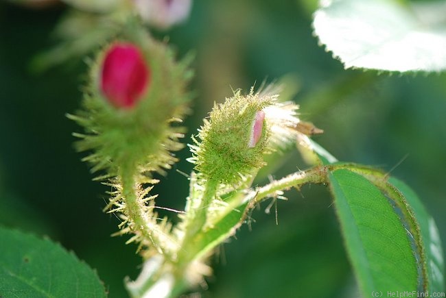 'Capitaine Basroger' rose photo